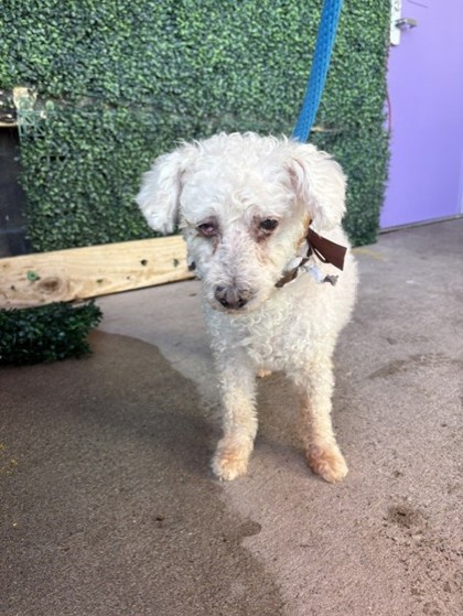 Shelter Stray Male Dog last seen Near Alline, CITY of El Paso, TX, 5001 Fred Wilson Ave, El Paso, TX 79906, USA