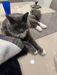 Lost Male Cat last seen Rydal circle, Crawford parkway, Roseville, CA 95747