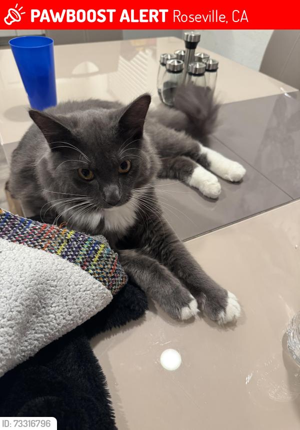 Lost Male Cat last seen Rydal circle, Crawford parkway, Roseville, CA 95747