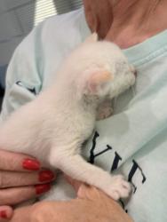 Shelter Stray Male Cat last seen Backyard, Memphis, TN, 935 Farm Rd, Memphis, TN 38134, USA