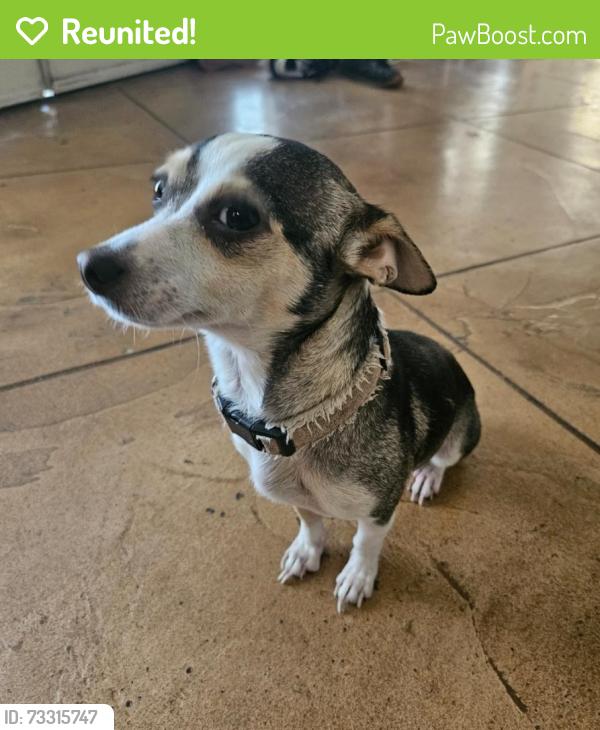 Reunited Female Dog last seen Lamb/sahara or lamb/charleston, Las Vegas, NV 89104