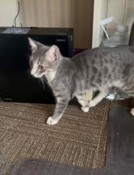 Found/Stray Male Cat last seen Cedar/Herndon, Fresno, CA 93720
