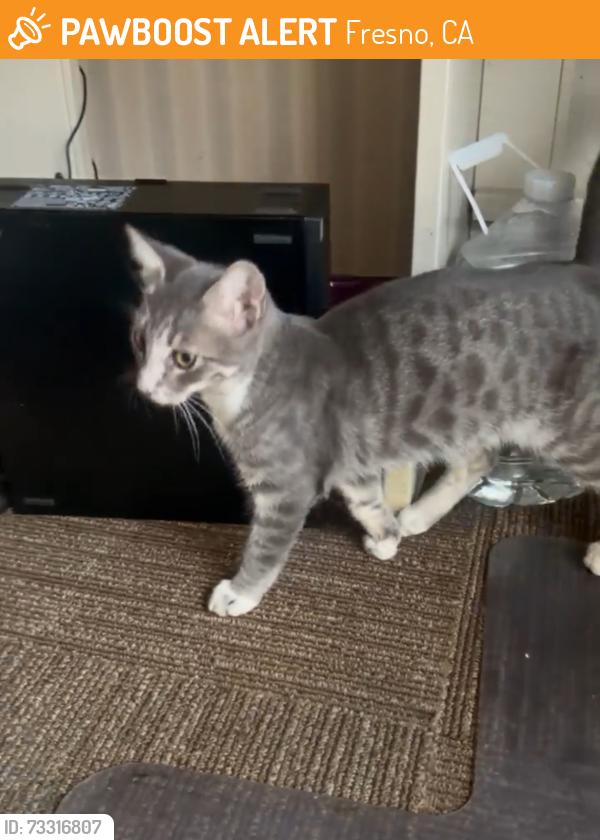 Found/Stray Male Cat last seen Cedar/Herndon, Fresno, CA 93720