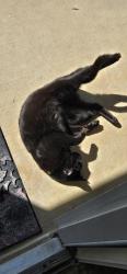 Lost Male Cat last seen New Harmony and Jagged Ridge, Spring, TX 77389