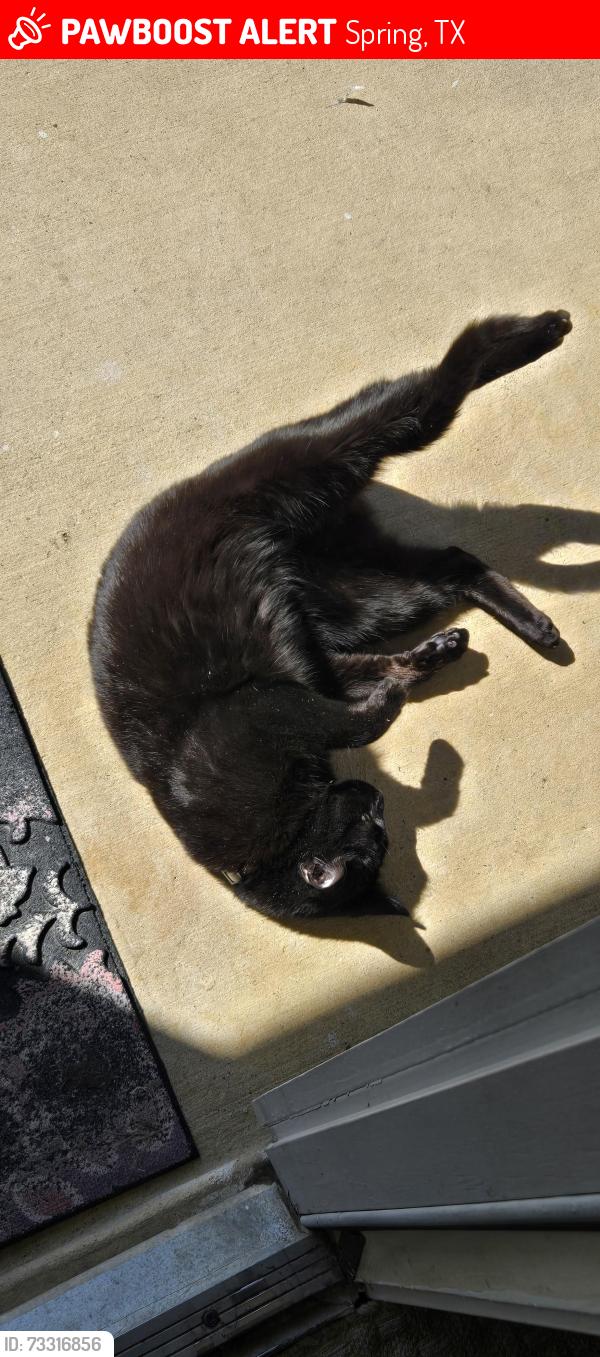 Lost Male Cat last seen New Harmony and Jagged Ridge, Spring, TX 77389