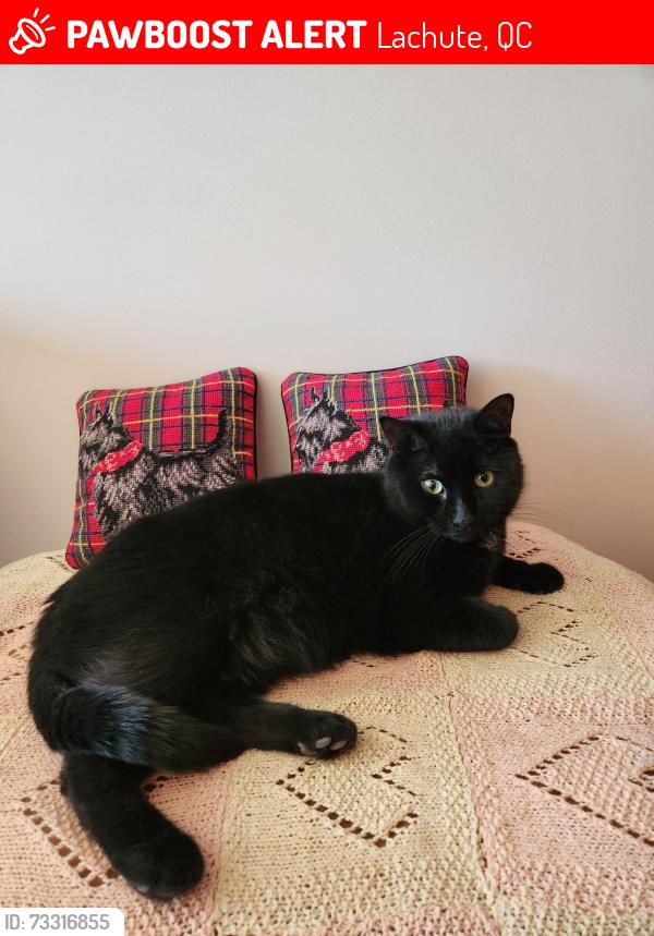 Lost Male Cat last seen Dunany Road, Lachute, QC 