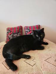 Lost Male Cat last seen Dunany Road, Lachute, QC 
