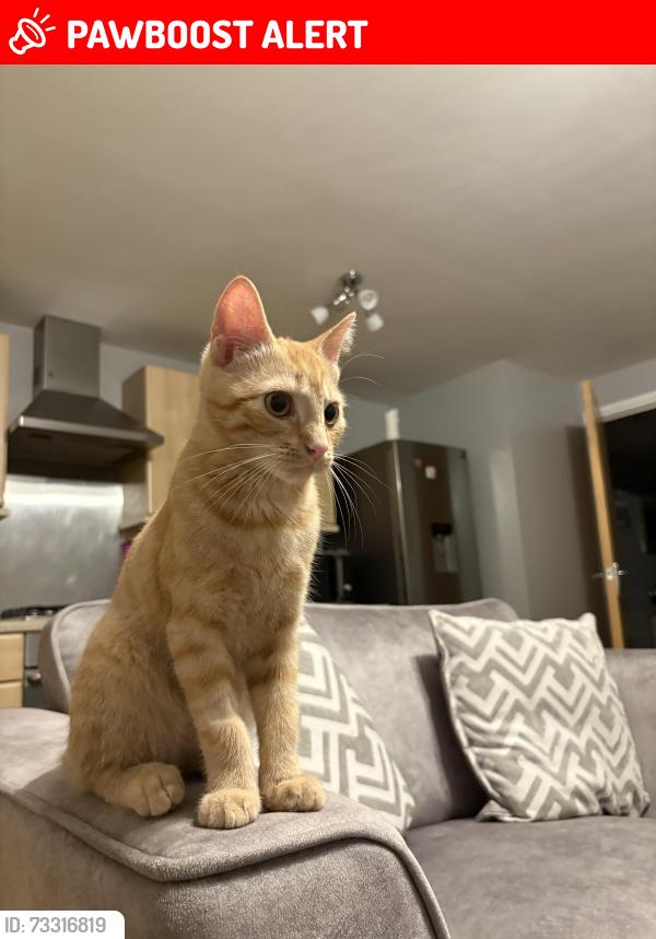 Lost Male Cat last seen Near Broadway Vets, The Links, Kent, England CT6 7GP