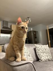 Lost Male Cat last seen Near Broadway Vets, The Links, Kent, England CT6 7GP