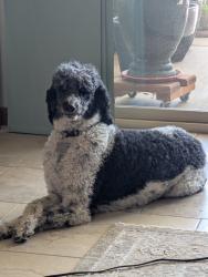Reunited Female Dog last seen Unser and Wellspring, Rio Rancho, NM 87124