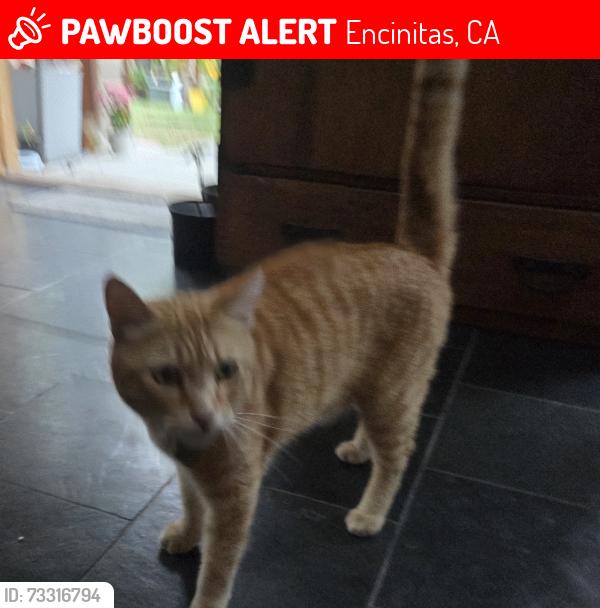 Lost Male Cat last seen Leucada Blvd & Clark Ave Leucadia, Encinitas, CA 92024