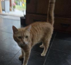 Lost Male Cat last seen Leucada Blvd & Clark Ave Leucadia, Encinitas, CA 92024