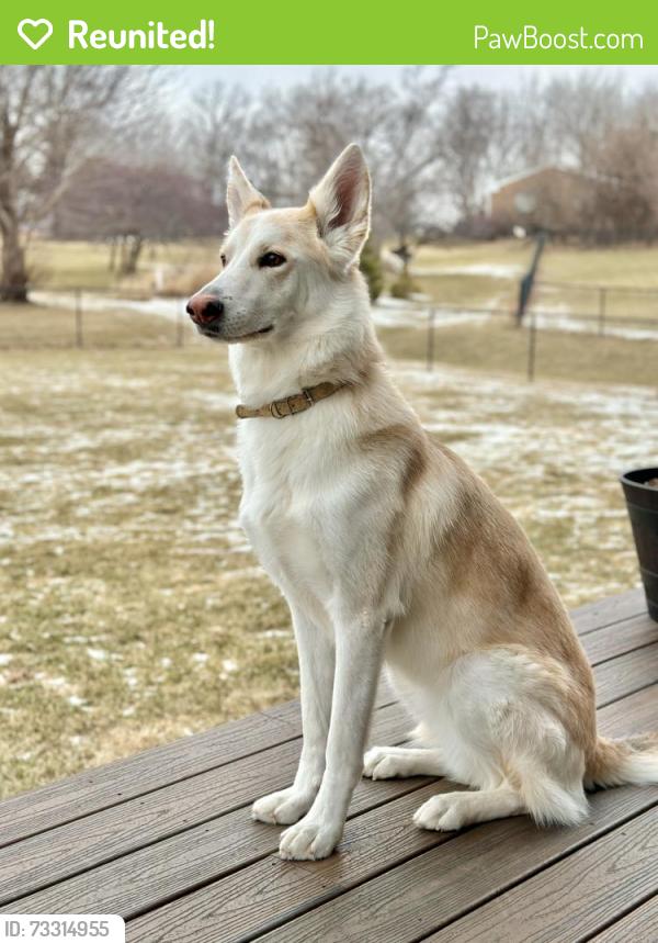 Reunited Female Dog last seen Conway Road and Conway Oaks Drive, Chesterfield, MO 63017