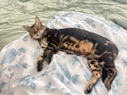 Lost Male Cat last seen Orchid reserve circle and US1, Sebastian, FL 32958