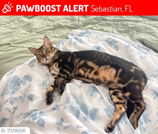 Lost Male Cat last seen Orchid reserve circle and US1, Sebastian, FL 32958