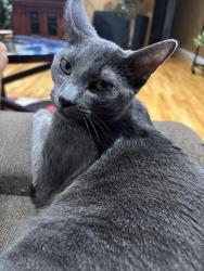Reunited Male Cat last seen English Oak, Cortena Dr, Dunn Rd, Hazelwood, MO 63042
