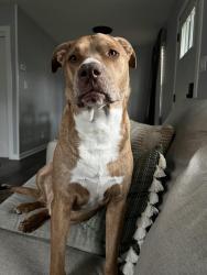 Reunited Male Dog last seen Highway 28 and Wheeling, Muncie, IN 47304