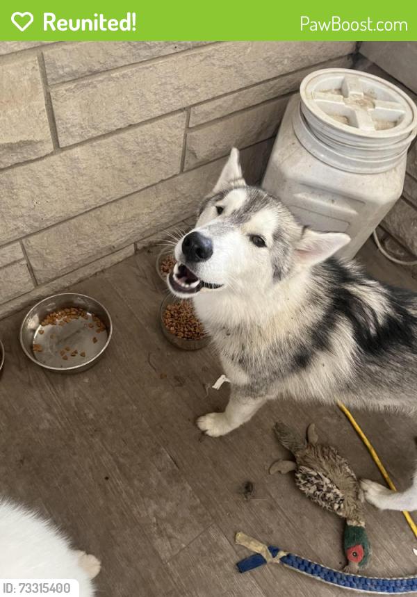 Reunited Female Dog last seen bradford rd, Avon, IN 46123