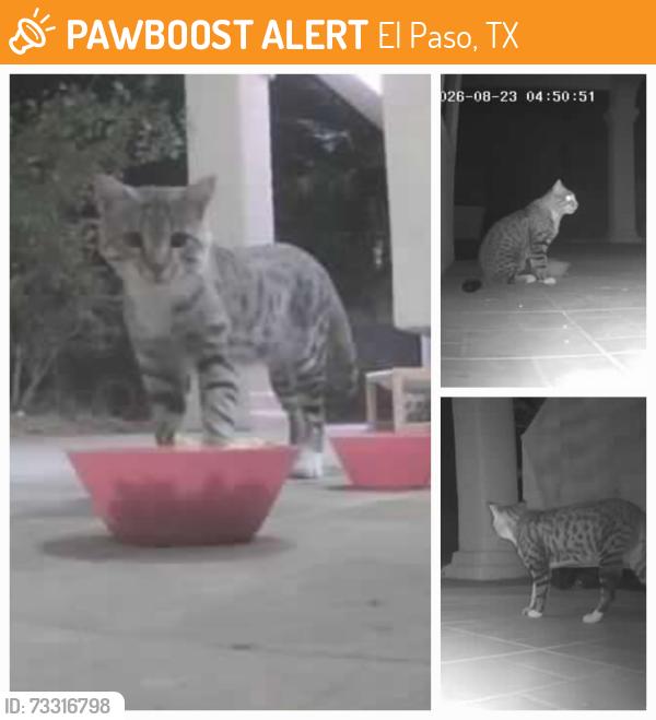 Found/Stray Unknown Cat last seen Park Hills area, El Paso, TX 79912