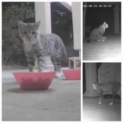 Found/Stray Unknown Cat last seen Park Hills area, El Paso, TX 79912