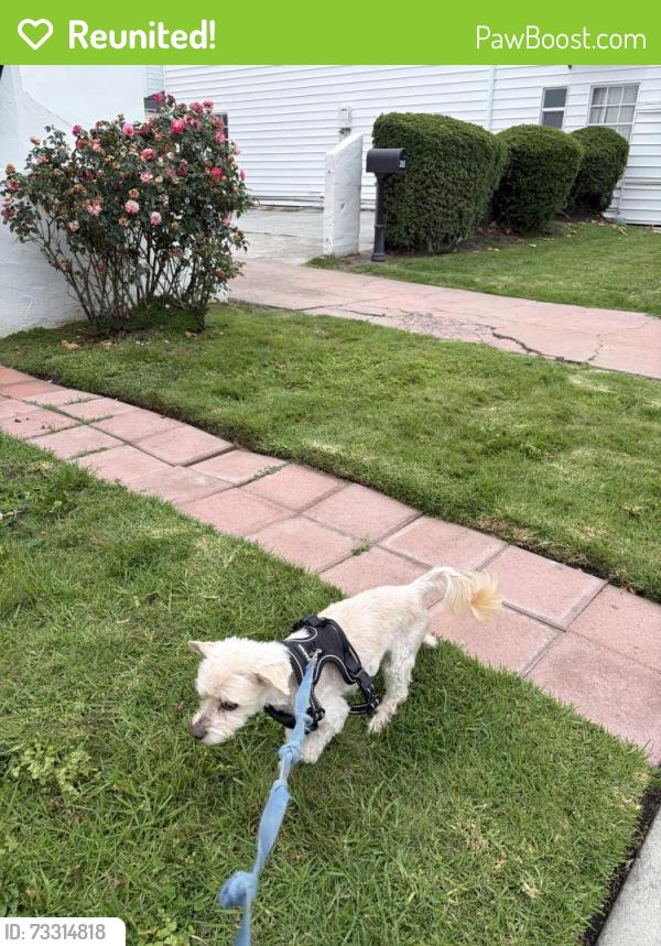 Reunited Male Dog last seen Acacia Avenue San Bruno, San Bruno, CA 94066