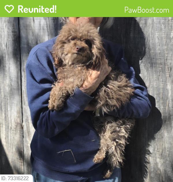 Reunited Female Dog last seen Bide-A-Wee Portsmouth, Portsmouth, VA 23701