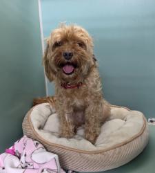 Shelter Stray Female Dog last seen Apt 1B,1610 Bedford Avenue, BROOKLYN, NY, 11225, 326 E 110th St, New York, NY 10029, USA