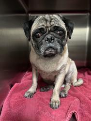 Reunited Male Dog last seen campo road / steele canyon road, Jamul, CA 91935