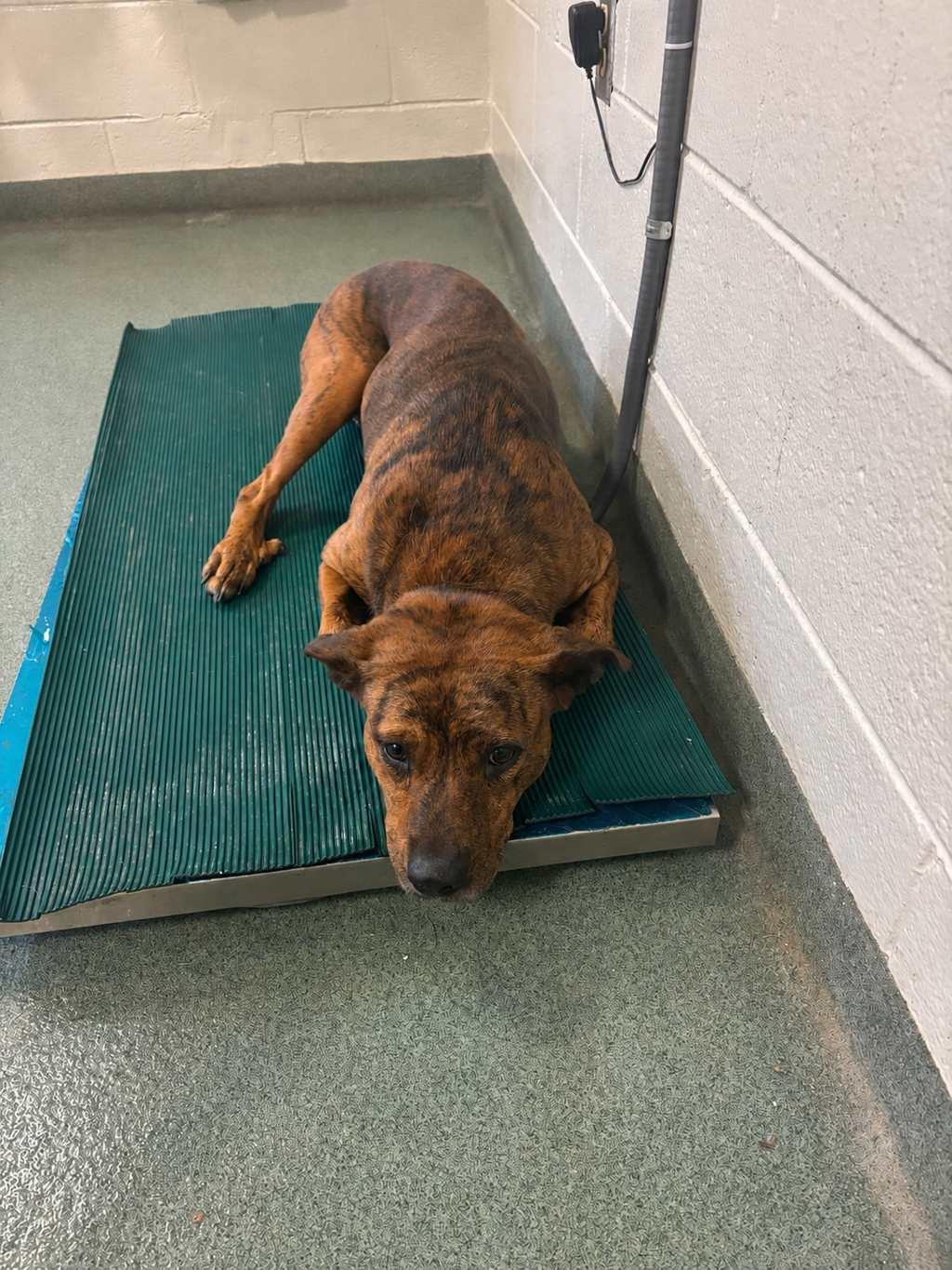 Shelter Stray Female Dog last seen Beach Road, CHESTERFIELD, VA, 23838, 9300 Public Works Rd, Chesterfield, VA 23832, USA