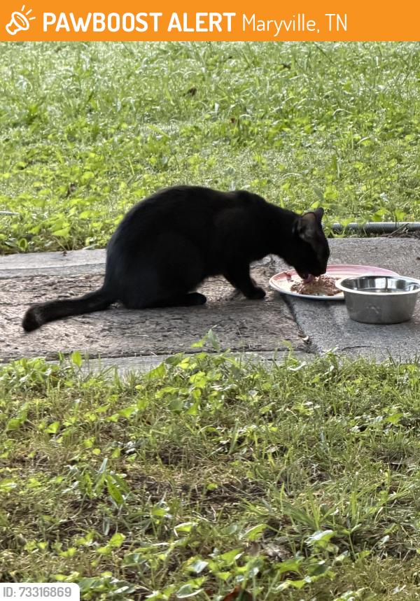 Found/Stray Male Cat last seen Lincoln, Maryville, TN 37804
