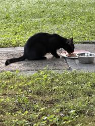 Found/Stray Male Cat last seen Lincoln, Maryville, TN 37804