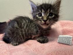 Shelter Stray Male Cat last seen Near Burroughs Avenue, SAN LEANDRO, CA, 94579, 8323 Baldwin St, Oakland, CA 94621, USA