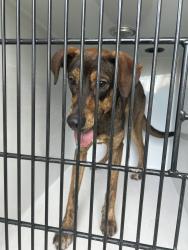 Shelter Stray Female Dog last seen Apt 47,1275 Baker Road, VIRGINIA BEACH, VA, 23455, 341 S Birdneck Rd, Virginia Beach, VA 23451, USA