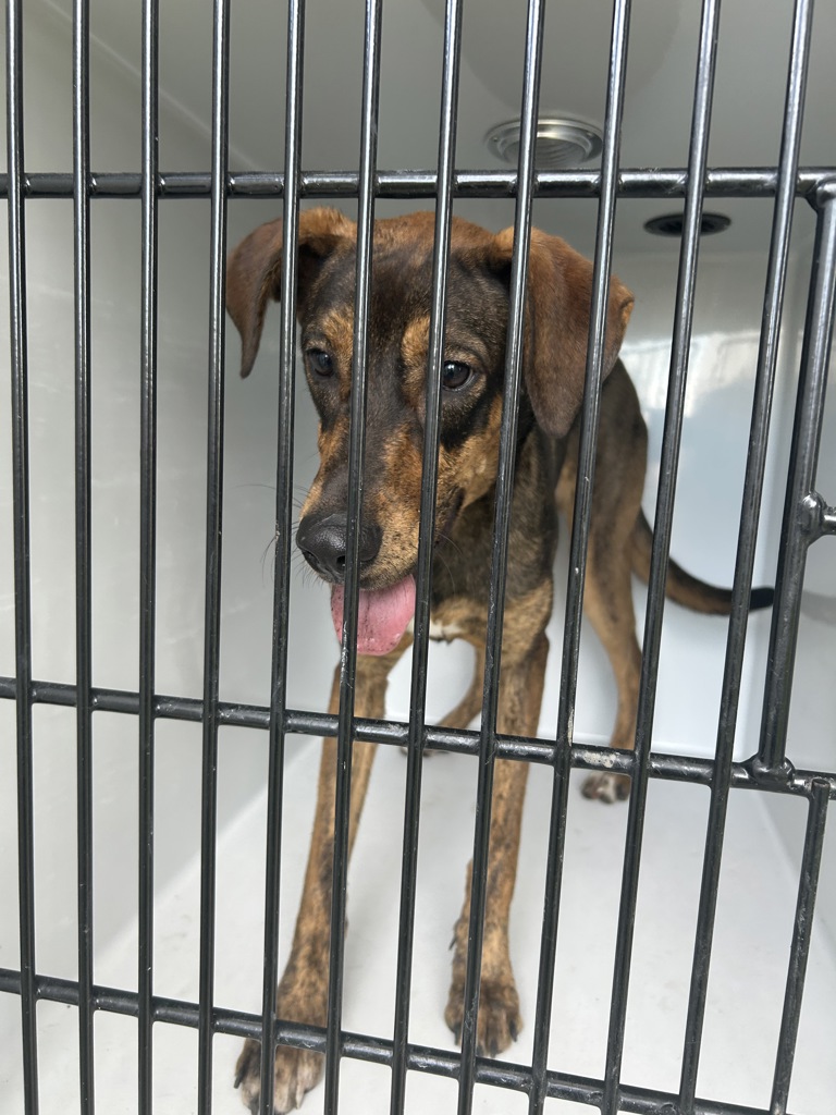 Shelter Stray Female Dog last seen Apt 47,1275 Baker Road, VIRGINIA BEACH, VA, 23455, 341 S Birdneck Rd, Virginia Beach, VA 23451, USA