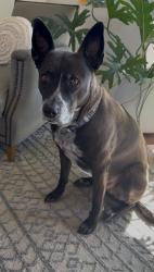 Reunited Female Dog last seen Buckingham Park - Olde Stage Road, Boulder, CO 80302