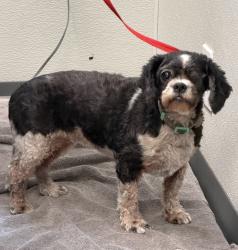 Shelter Stray Female Dog last seen Near Surf Crest Drive, San Diego, CA, 92154, 5500 Gaines St, San Diego, CA 92110, USA