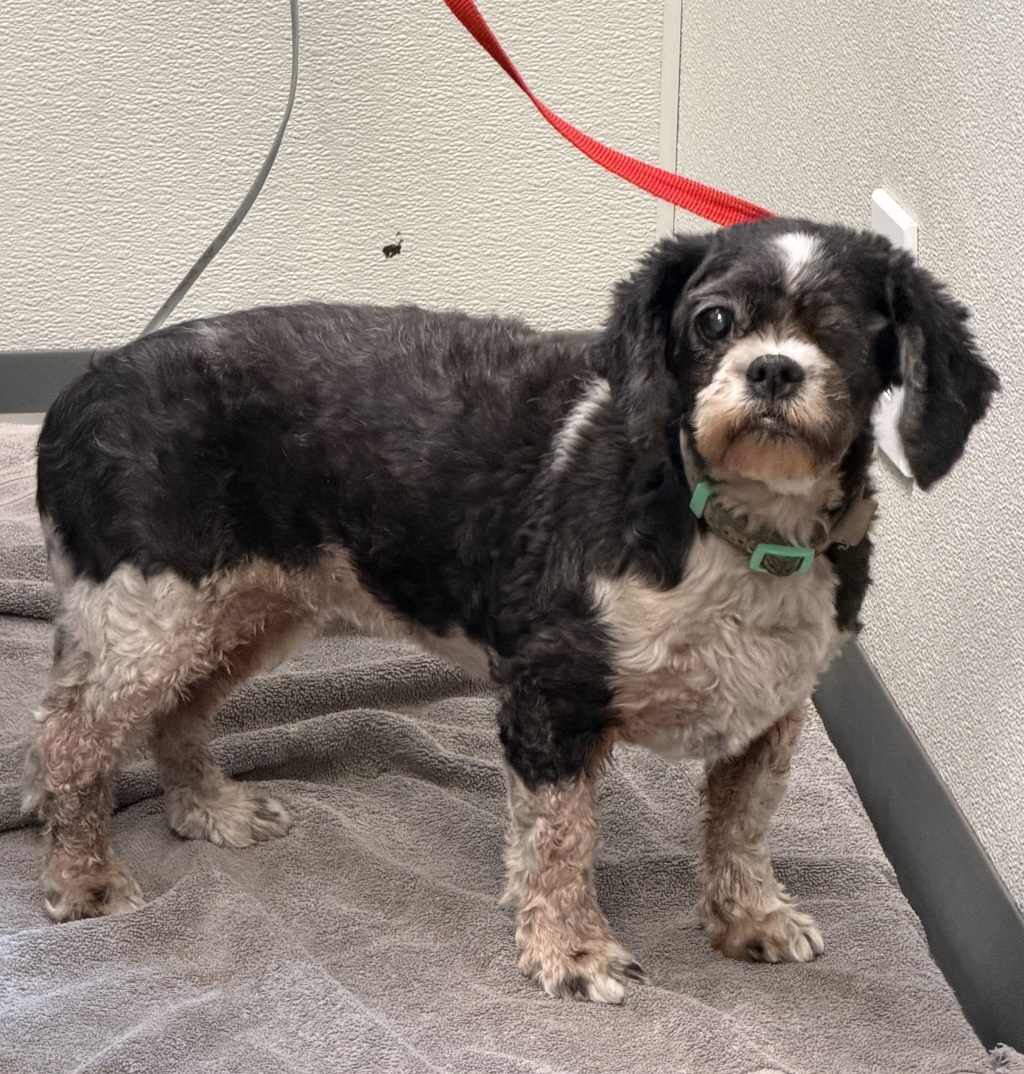 Shelter Stray Female Dog last seen Near Surf Crest Drive, San Diego, CA, 92154, 5500 Gaines St, San Diego, CA 92110, USA