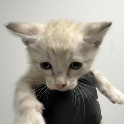 Shelter Stray Male Cat last seen Apt 61,1075 W San Ysidro Basin, San Diego, CA, 92173, 5500 Gaines St, San Diego, CA 92110, USA
