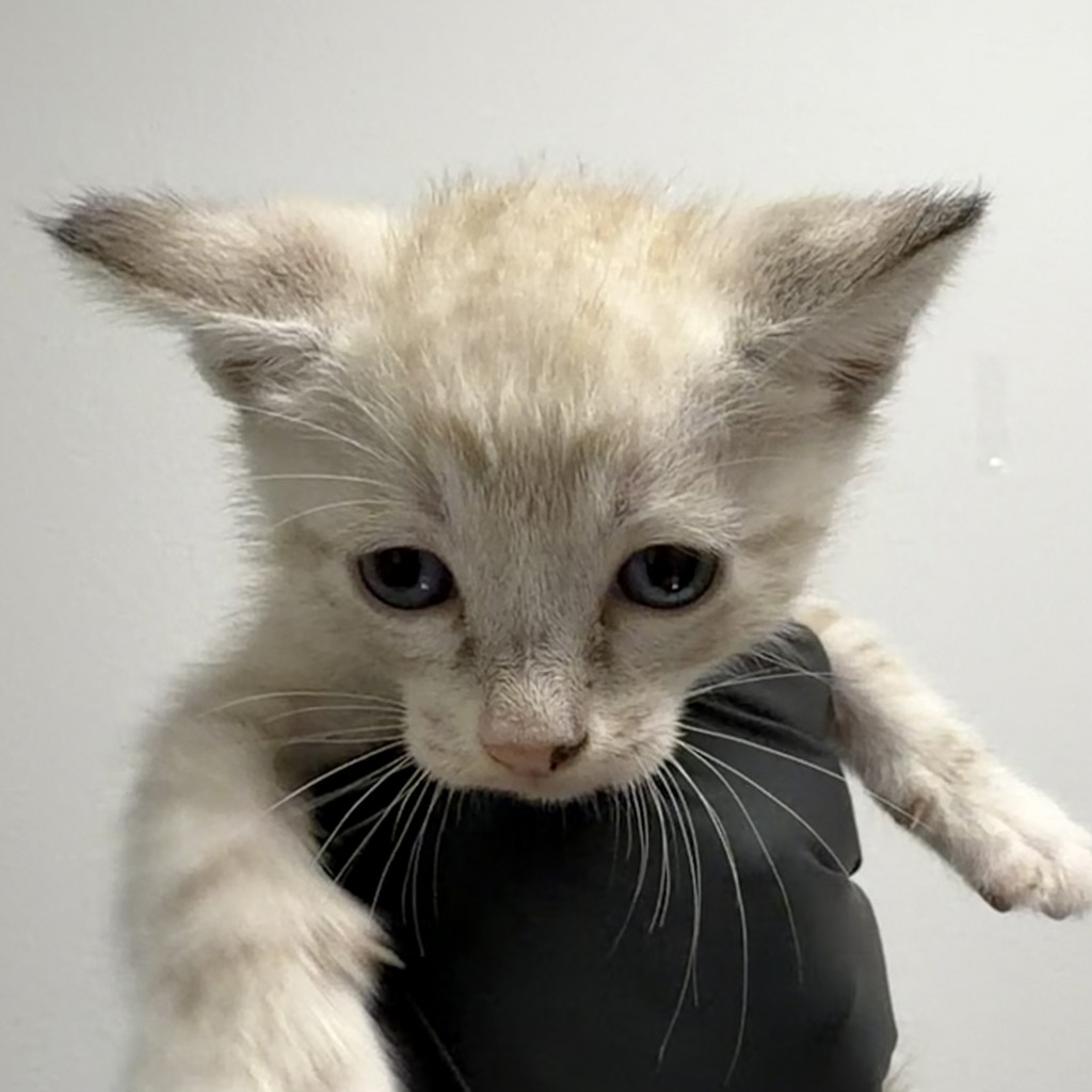 Shelter Stray Male Cat last seen Apt 61,1075 W San Ysidro Basin, San Diego, CA, 92173, 5500 Gaines St, San Diego, CA 92110, USA