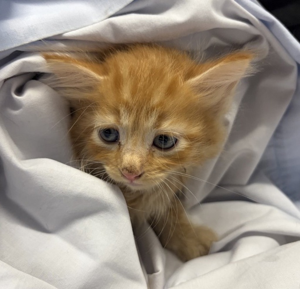Shelter Stray Male Cat last seen Near Wilson Avenue, Escondido, CA, 92027, Escondido, CA 92027, USA
