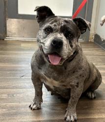 Shelter Stray Female Dog last seen Near Glencoe Dr, San Diego, CA, 92114, 5500 Gaines St, San Diego, CA 92110, USA