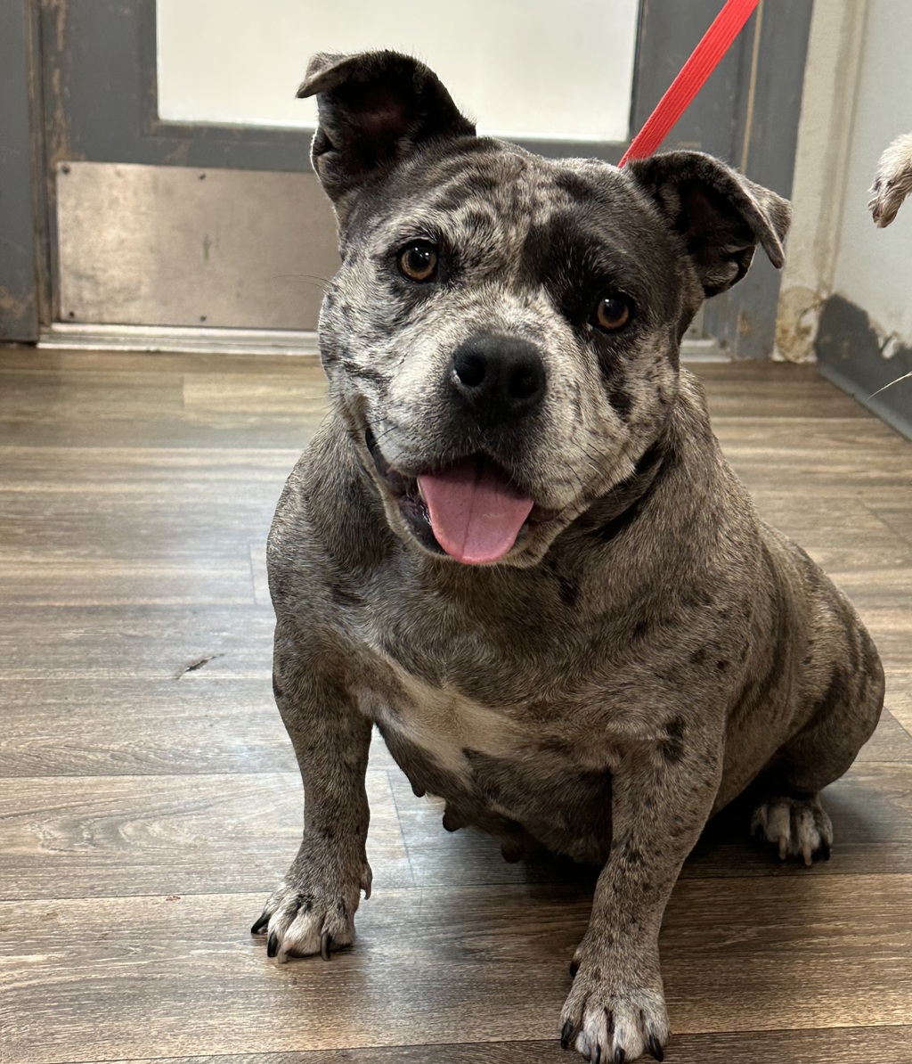 Shelter Stray Female Dog last seen Near Glencoe Dr, San Diego, CA, 92114, 5500 Gaines St, San Diego, CA 92110, USA