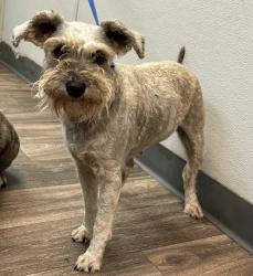 Shelter Stray Female Dog last seen Near Glencoe Dr, San Diego, CA, 92114, 5500 Gaines St, San Diego, CA 92110, USA