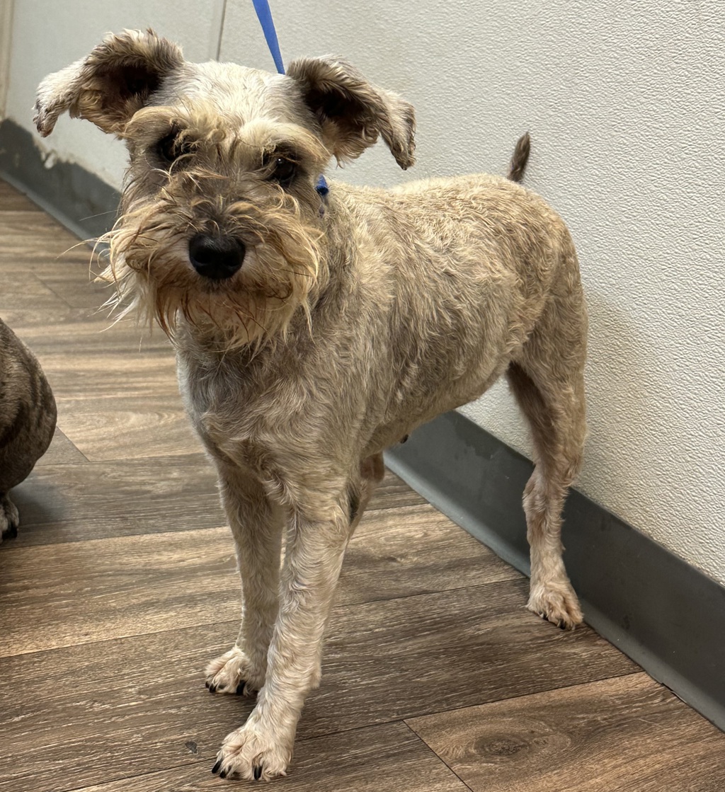 Shelter Stray Female Dog last seen Near Glencoe Dr, San Diego, CA, 92114, 5500 Gaines St, San Diego, CA 92110, USA
