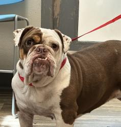 Shelter Stray Female Dog last seen Paradise Valley Road, San Diego, CA, 92114, 5500 Gaines St, San Diego, CA 92110, USA