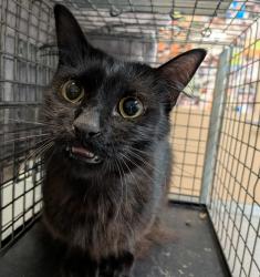 Shelter Stray Female Cat last seen Saturn Boulevard, San Diego, CA, 92154, 5500 Gaines St, San Diego, CA 92110, USA