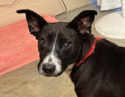 Shelter Stray Male Dog last seen Near El Camino Real Drive, Carlsbad, CA, 92008, Oceanside, CA 92058, USA