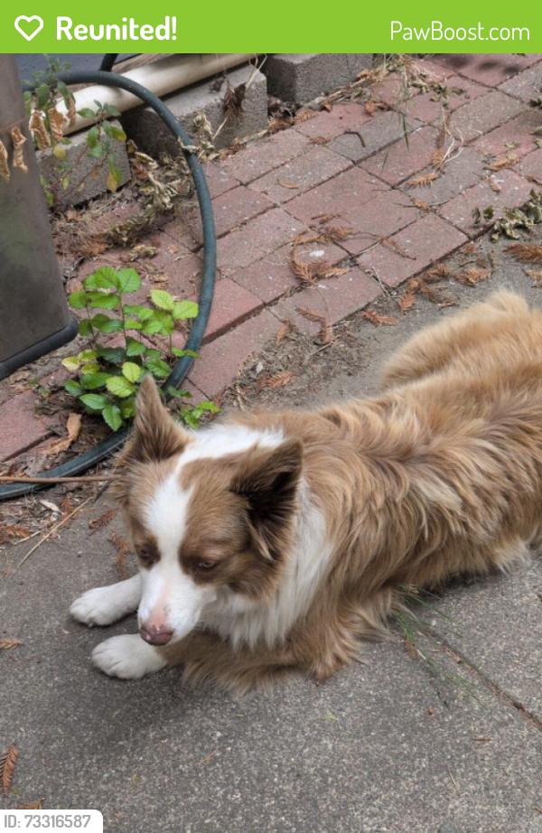 Reunited Unknown Dog last seen 5th at Empire, 95112, San Jose, CA 95112