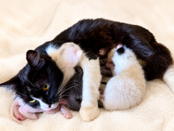 Shelter Stray Female Cat last seen Near Imperial Avenue, San Diego, CA, 92102, 5500 Gaines St, San Diego, CA 92110, USA