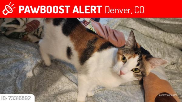 Lost Female Cat last seen Fayton, Denver, CO 80231